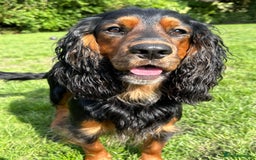 Cocker Spaniel dogs for stud: K C registered - Mr Midnight for Stud in Huddersfield - Image 1