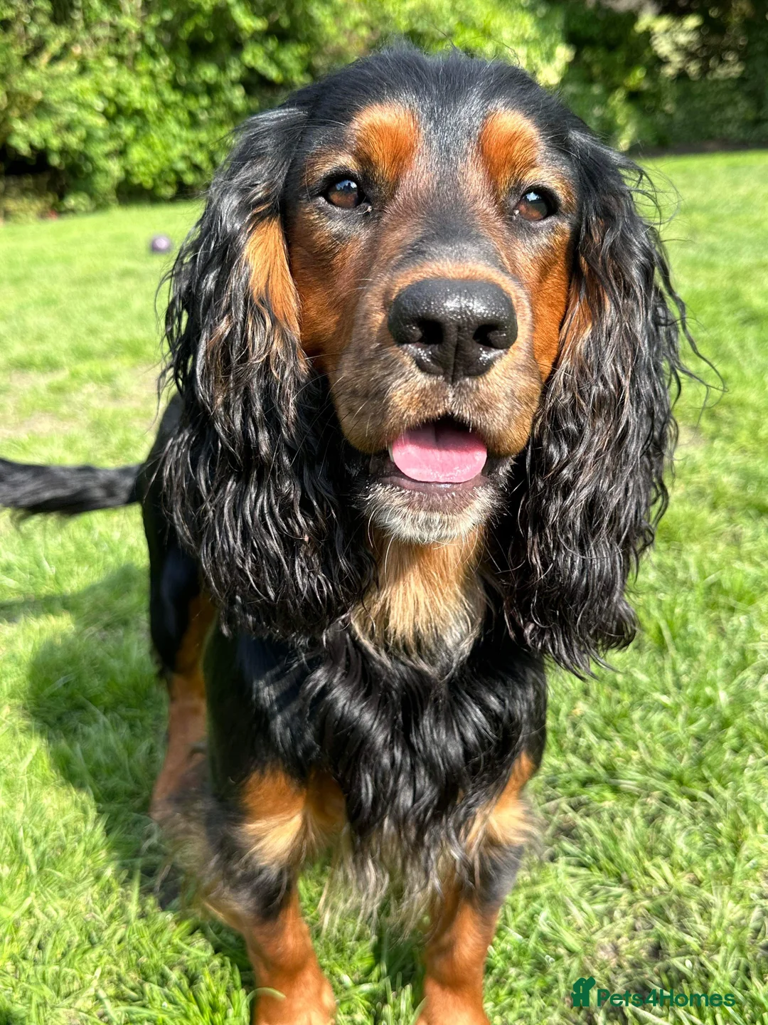 Cocker Spaniel dogs for stud: K C registered - Mr Midnight for Stud in Huddersfield - Advert 1