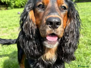 Cocker Spaniel dogs K C registered - Mr Midnight for Stud in Huddersfield - Advert 2