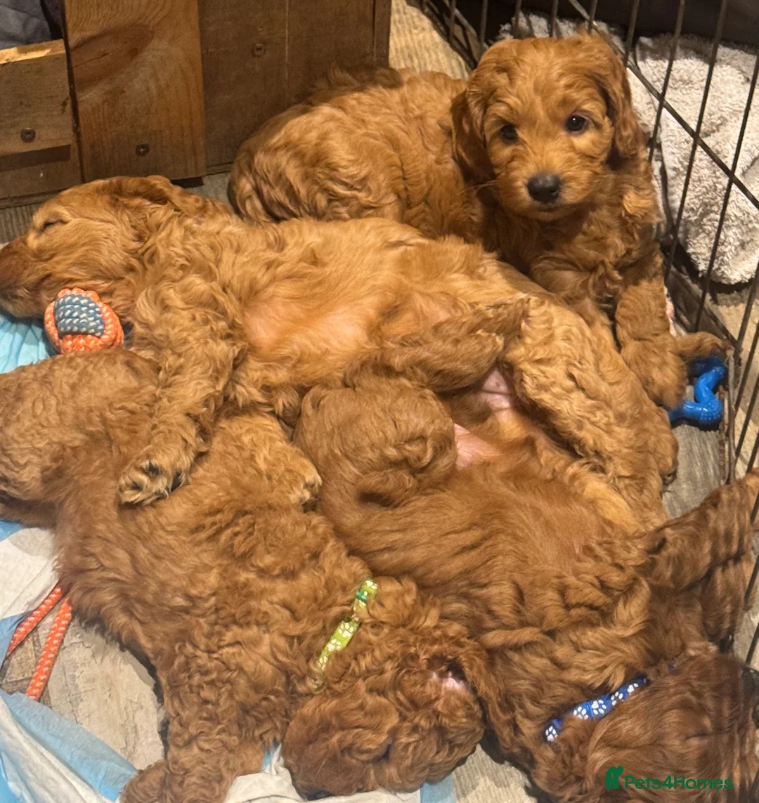 Cockapoo dogs for sale: Cockapoo Puppy  - Advert 4