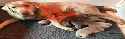 Labrador Retriever dogs for sale: Gorgeous KC Silver & Charcoal Labrador Pups - Advert 12