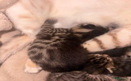 Bengal cats for sale: 5 bengal kittens  - Image 4