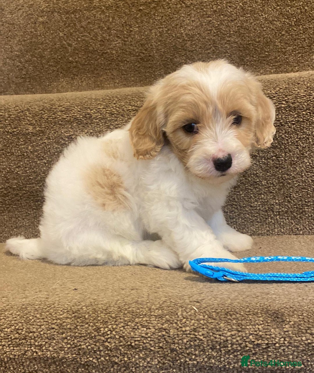 Cavapoo dogs for sale: F2 cavapoo puppys - Advert 12