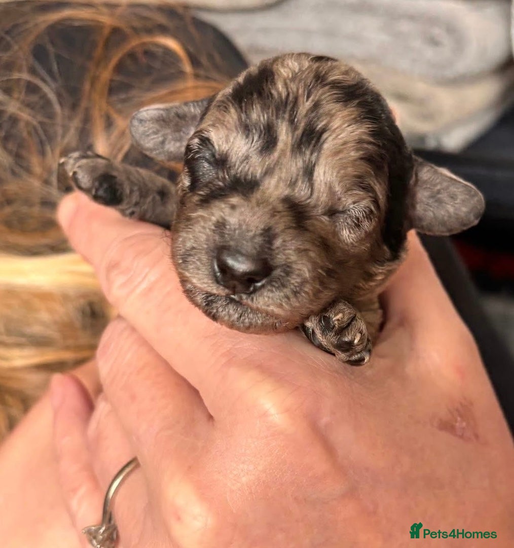 Cockapoo dogs Cockapoo Puppies – Blue Merle, Apricot & Black - Advert 2