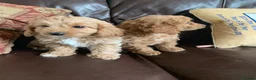 Cavachon dogs for sale: Outstanding Cavapoochon Puppies  - Advert 14