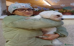 Lowchen dogs for adoption: 🐾 Meet BEAR — He is READY FOR A FRESH START 🧸 - Advert 4