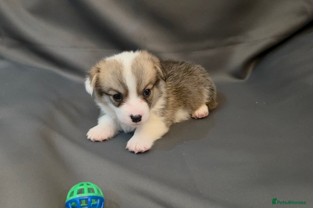 Welsh Corgi Pembroke dogs for sale: 33rd Generation RKC Pembroke Corgi Pups - Advert 11