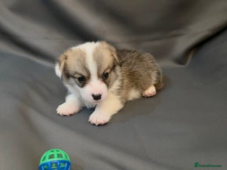 Welsh Corgi Pembroke dogs 33rd Generation RKC Bobtail Pembroke Corgi Pups - Advert 3