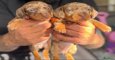 Miniature Dachshund dogs - Advert 7