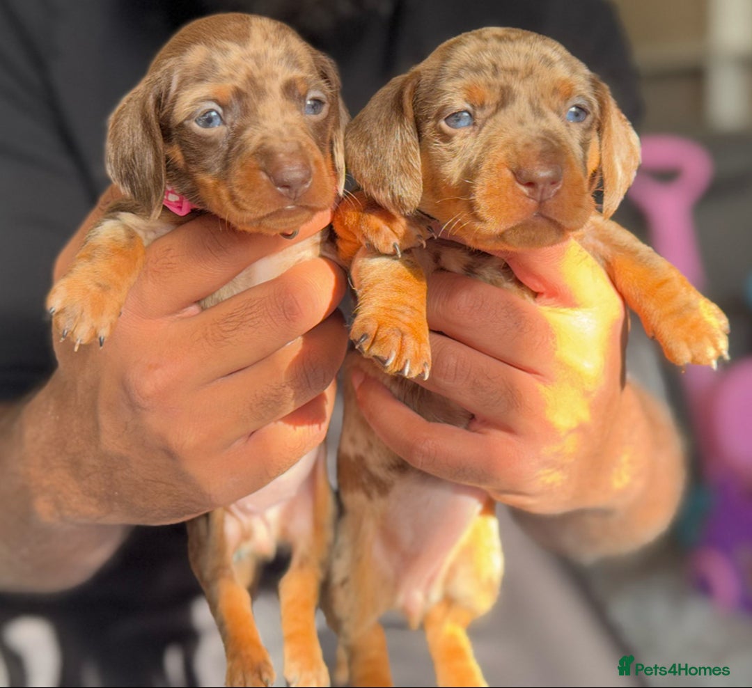 Miniature Dachshund dogs for sale: ‼️‼️Miniature Dachshund Puppies ‼️‼️ - Advert 1