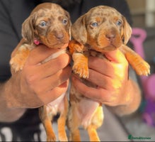 Miniature Dachshund dogs - Advert 8