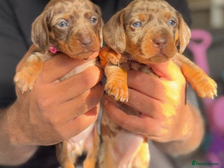 Miniature Dachshund dogs - Advert 27