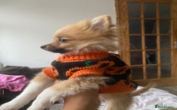Pomeranian dogs for sale: Beautiful Pomeranian puppiesREDUCED  - Image 10