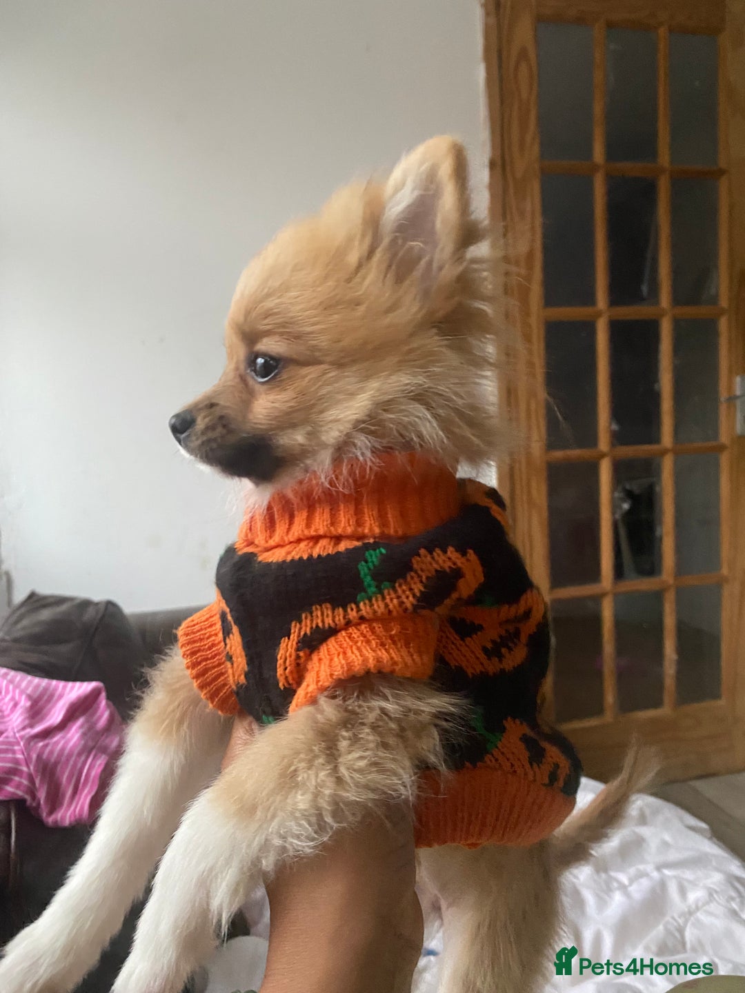 Pomeranian dogs for sale: Beautiful Pomeranian puppiesREDUCED  - Image 10