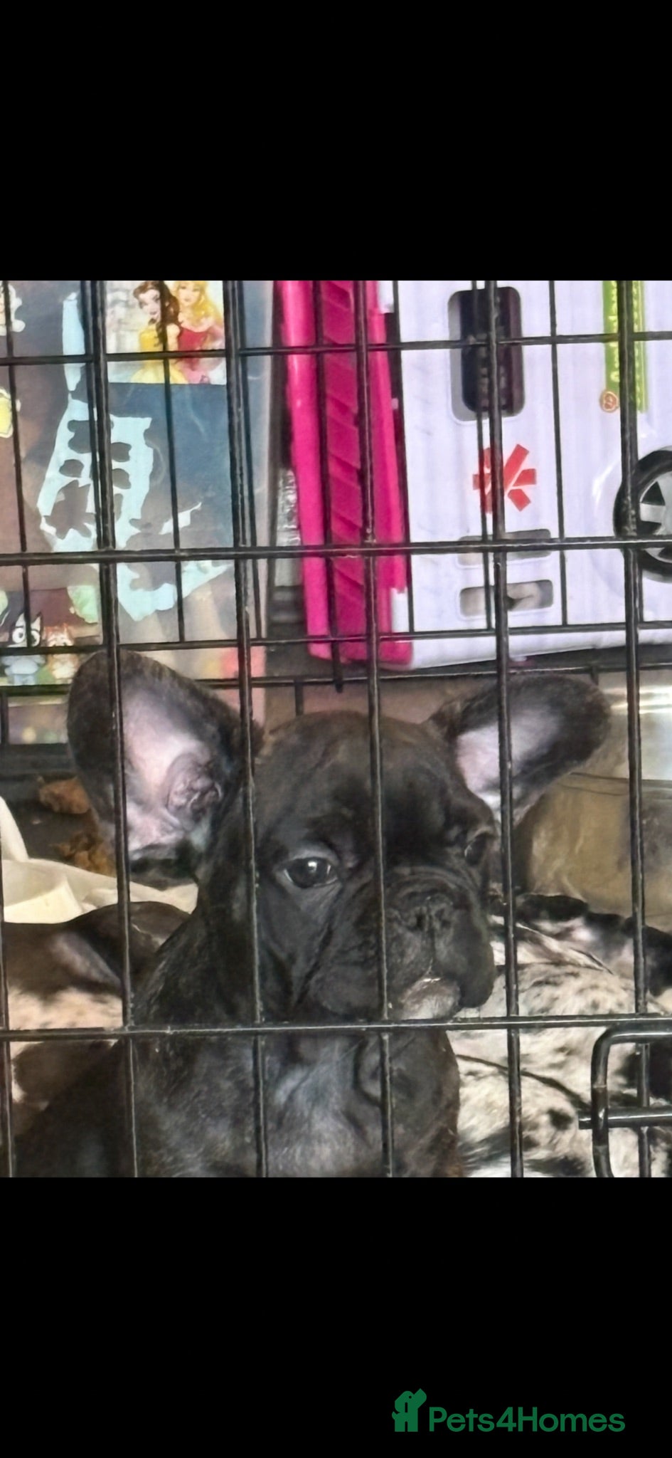 French Bulldog dogs French bull dog puppys - Advert 1