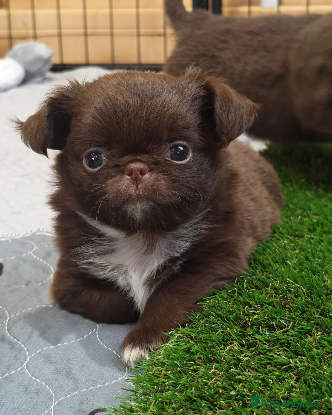 Chihuahua dogs for sale: KC REG THAI X RUSSIAN LINES NOW ARRIVED  - Advert 2