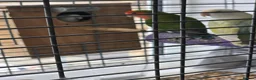 Mixed Breed birds for sale: Lovebirds  - Advert 3