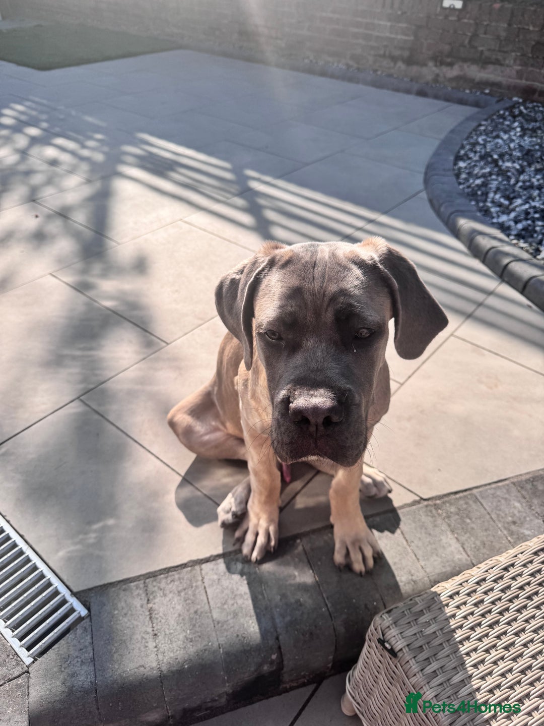 Cane Corso dogs for sale: Male Cane Corso - Image 10