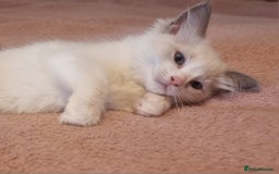 Ragdoll cats for sale: Beautiful ragdolls   - Image 2