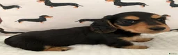 Dachshund dogs for sale: KC reg long hair dachshunds  - Advert 14