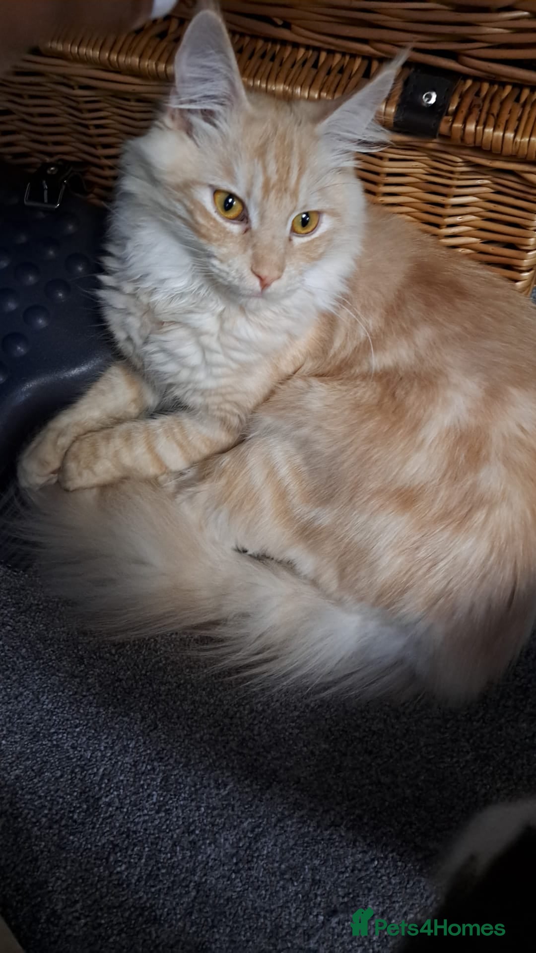 Maine Coon cats Rehoming Gentle Male Maine Coon - Advert 4