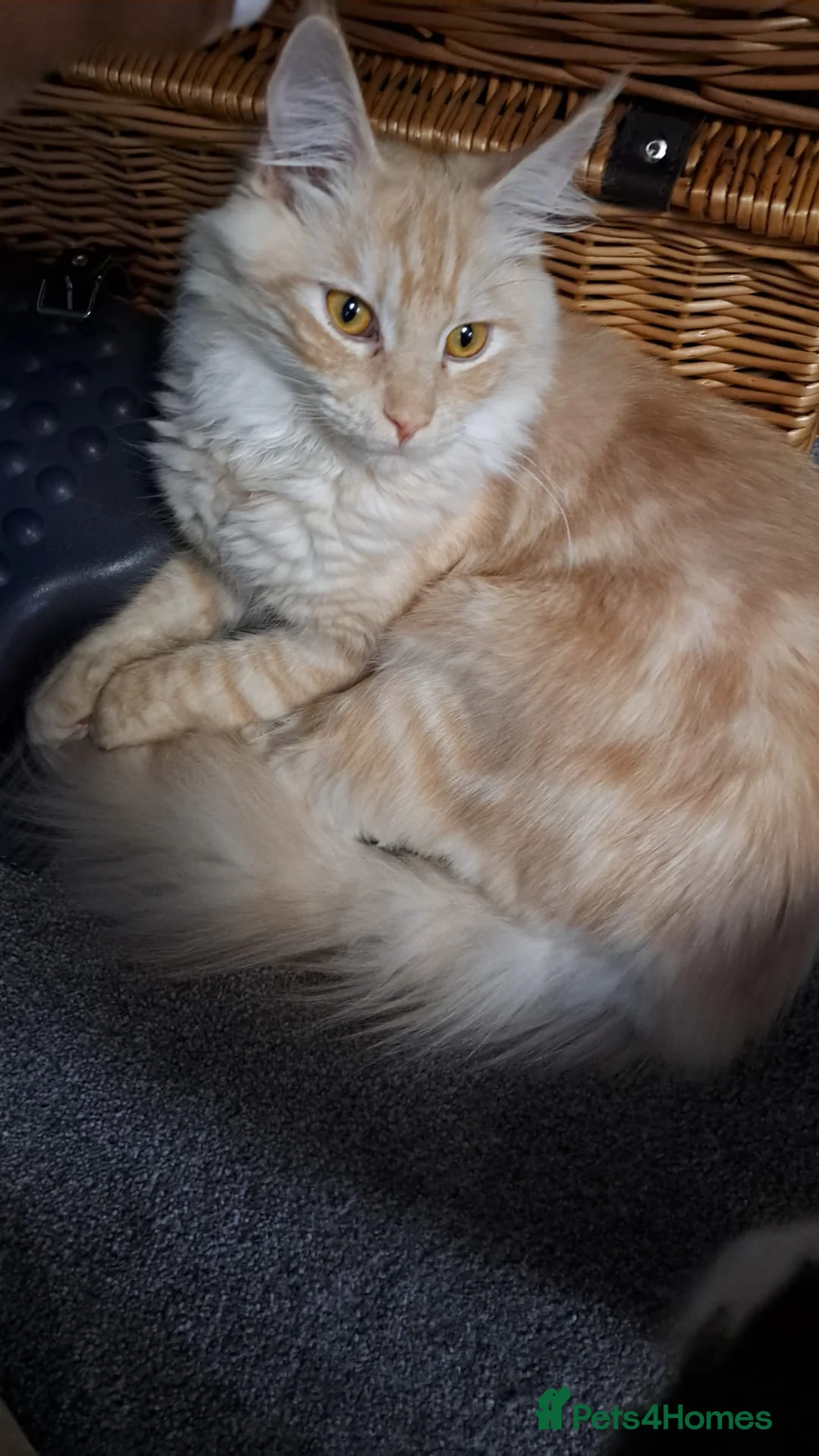 Maine Coon cats for sale: Rehoming Gentle Male Maine Coon - Advert 1