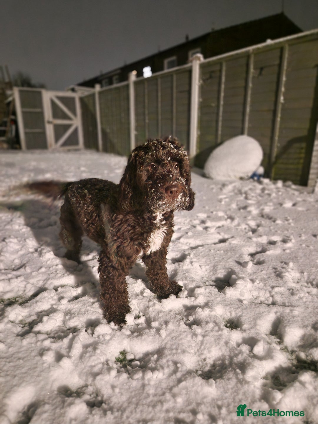 Cockapoo dogs for sale: MALE Cockapoo for sale - Image 17