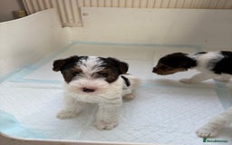 Fox Terrier dogs for sale: 🐾Darling fox terrier puppies 🐾 07513801786 - Image 4