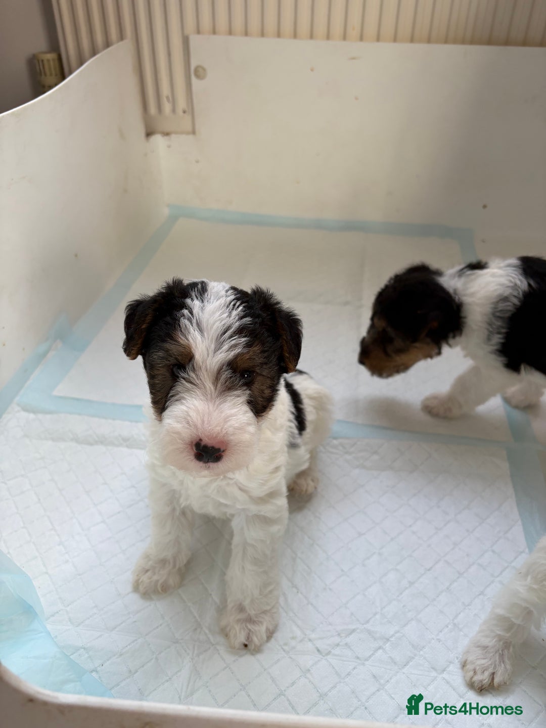 Fox Terrier dogs for sale: 🐾Darling fox terrier puppies 🐾 07513801786 - Image 4