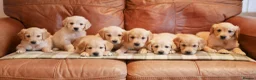 Golden Retriever dogs for sale: Quality KC Health Tested Golden Retriever Puppies - Advert 11