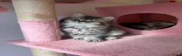 British Longhair cats for sale: LOOKING FOR A NEW HOME!!! NEW FAMILY  - Advert 5