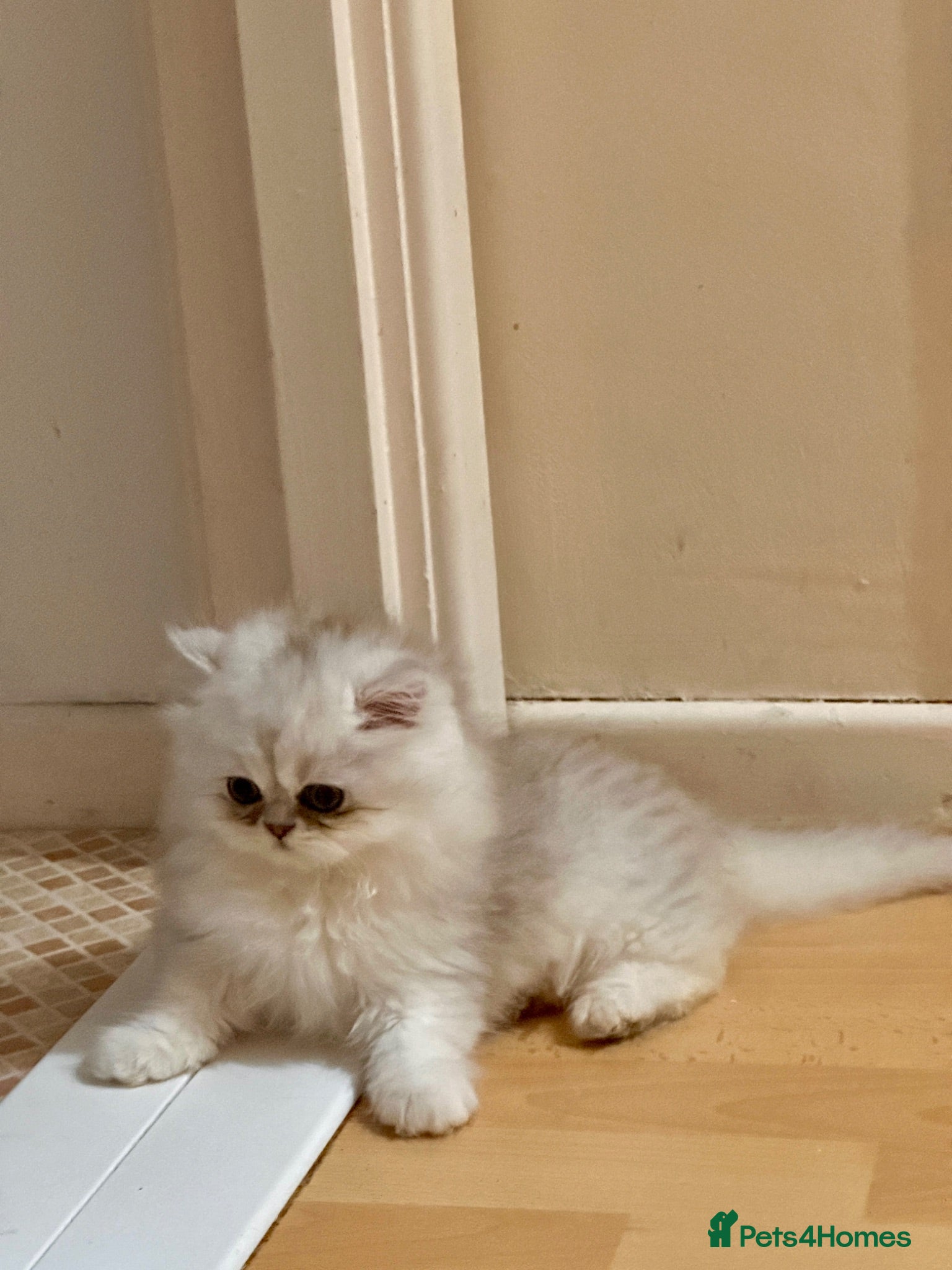 Persian cats Adorable Silver tipped Persian Boy  - Advert 14