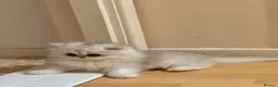 Persian cats for sale: Adorable Silver tipped Persian Boy  in Porthcawl - Advert 1
