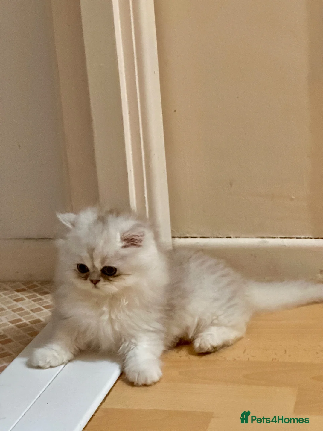 Persian cats for sale: Adorable Silver tipped Persian Boy  in Porthcawl - Advert 1