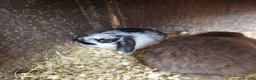 Mini Lop rabbits for sale: Mini lops in Chard - Advert 7