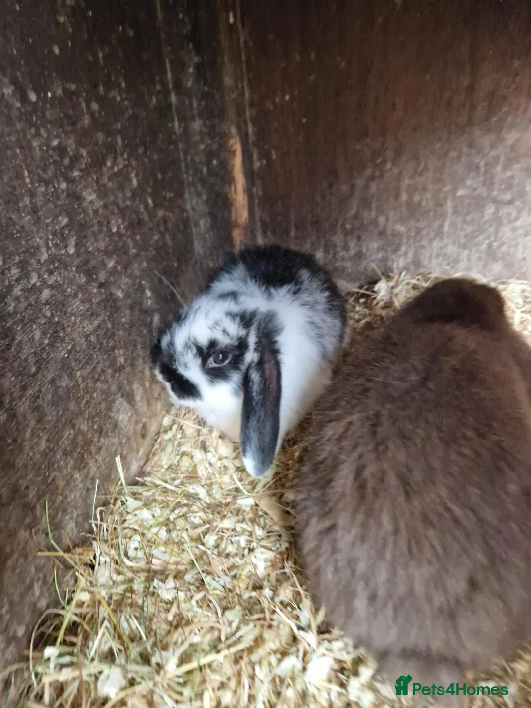 Mini Lop rabbits for sale: Mini lops in Chard - Advert 7
