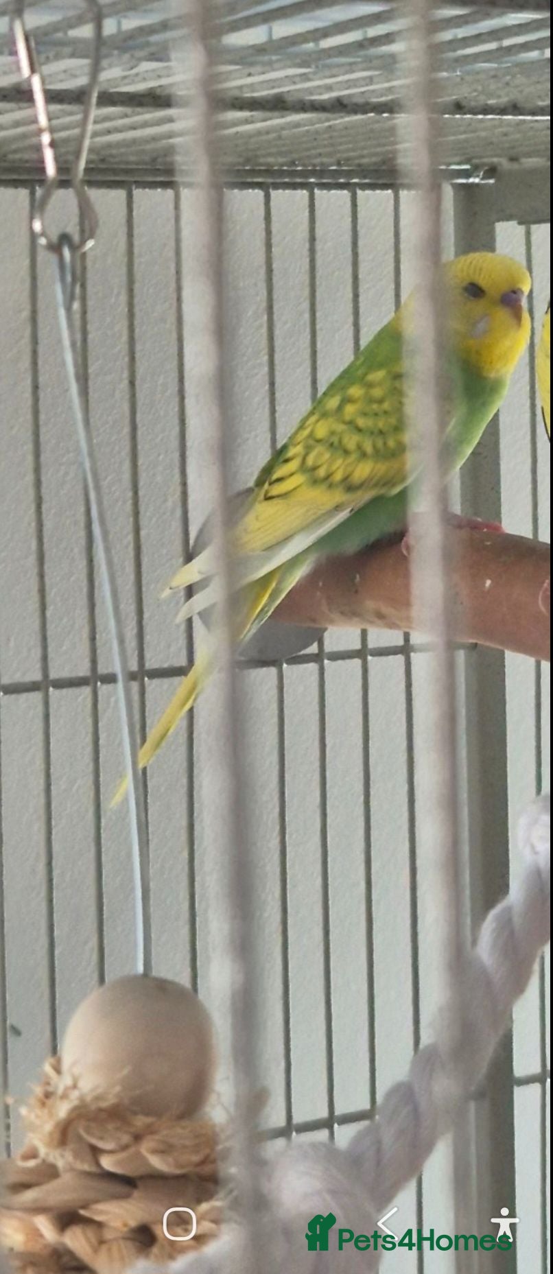 Budgerigars birds Young Male Budgie - Advert 4