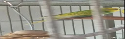 Budgerigars birds for sale: Young Male Budgie - Advert 1