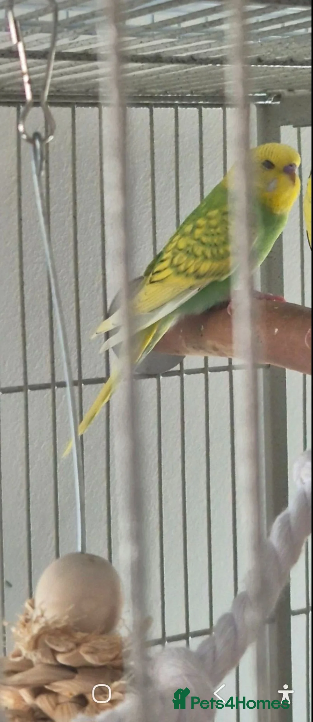 Budgerigars birds for sale: Young Male Budgie - Advert 1