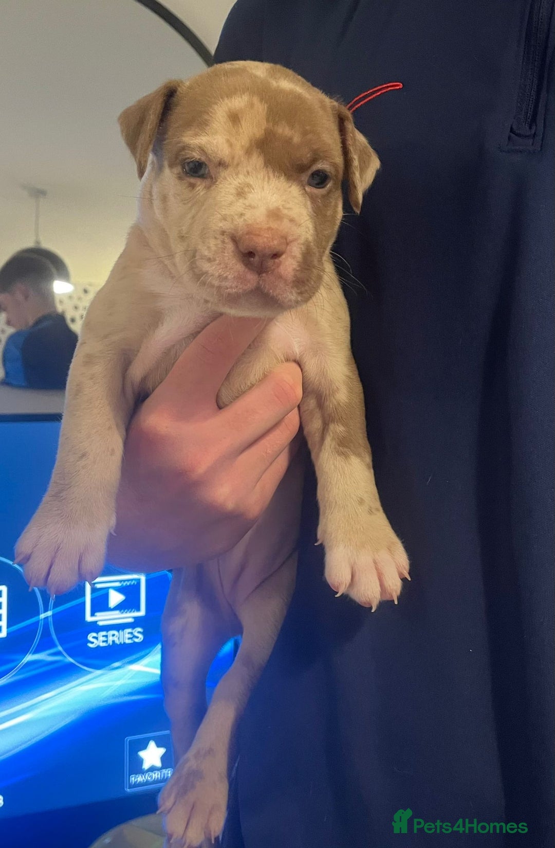 Mixed Breed dogs for sale: American bull staffy cross cross presa canario - Image 9