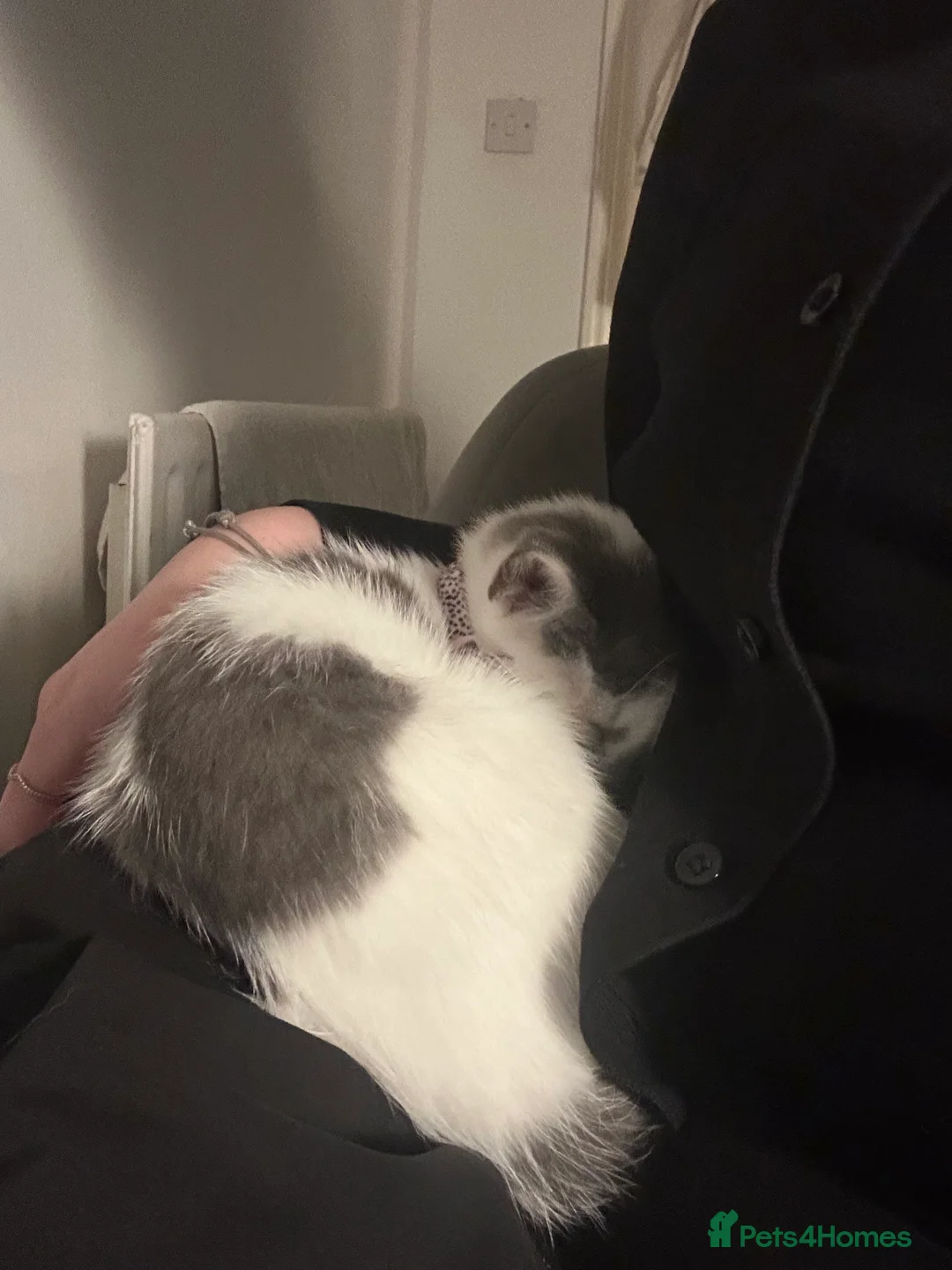 Mixed Breed cats for sale: Beautiful mix breed cat in Cleethorpes - Advert 6