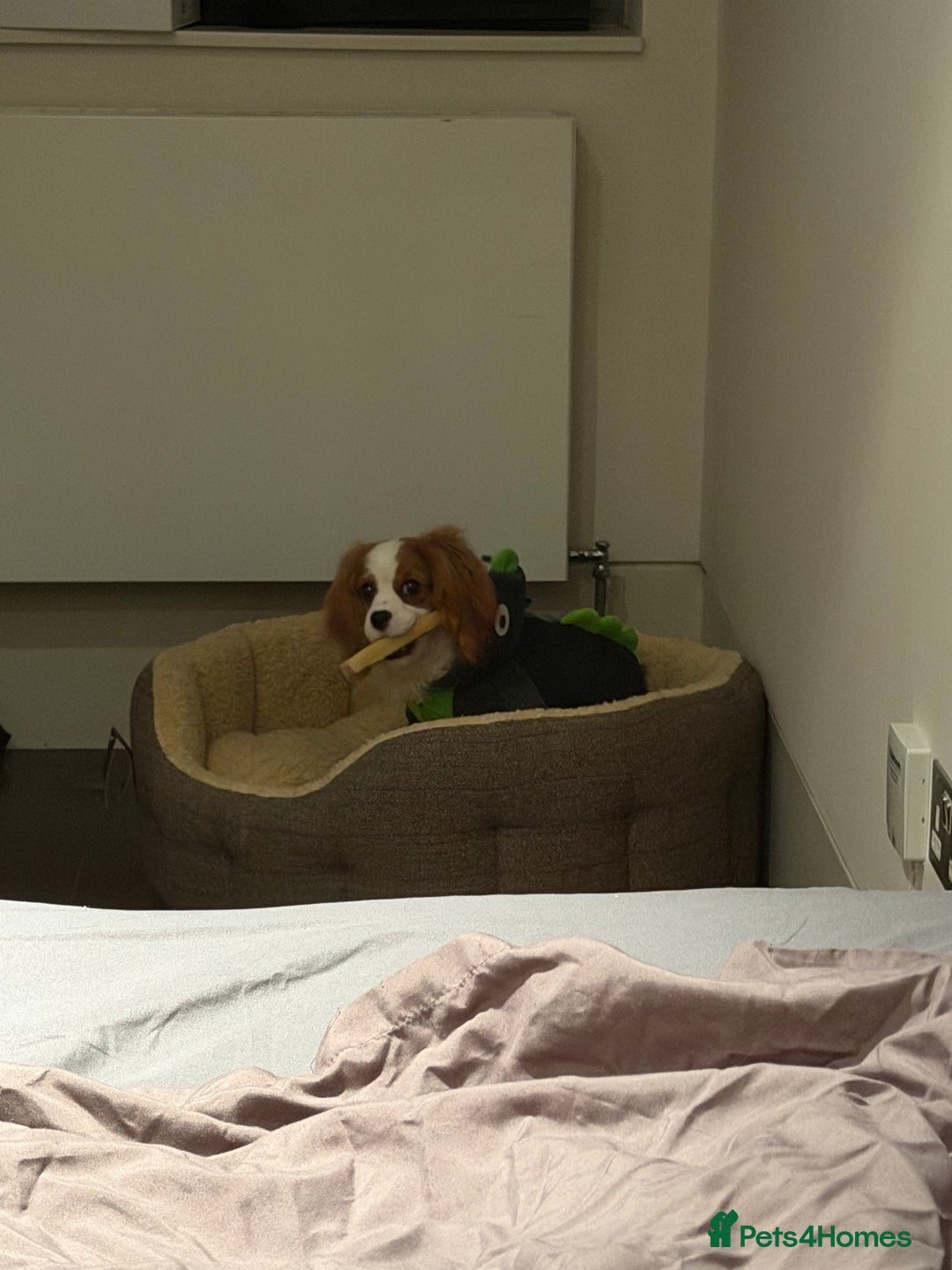 Cavalier King Charles Spaniel dogs for sale: Lovely king charles spaniel looking for a new home - Advert 8