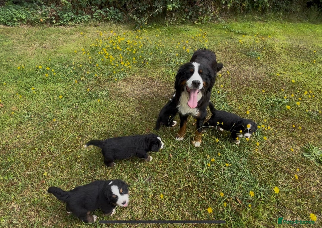 Bernese Mountain Dog dogs for sale: KC Reg Bernese Mountain Dog Puppies - Image 25