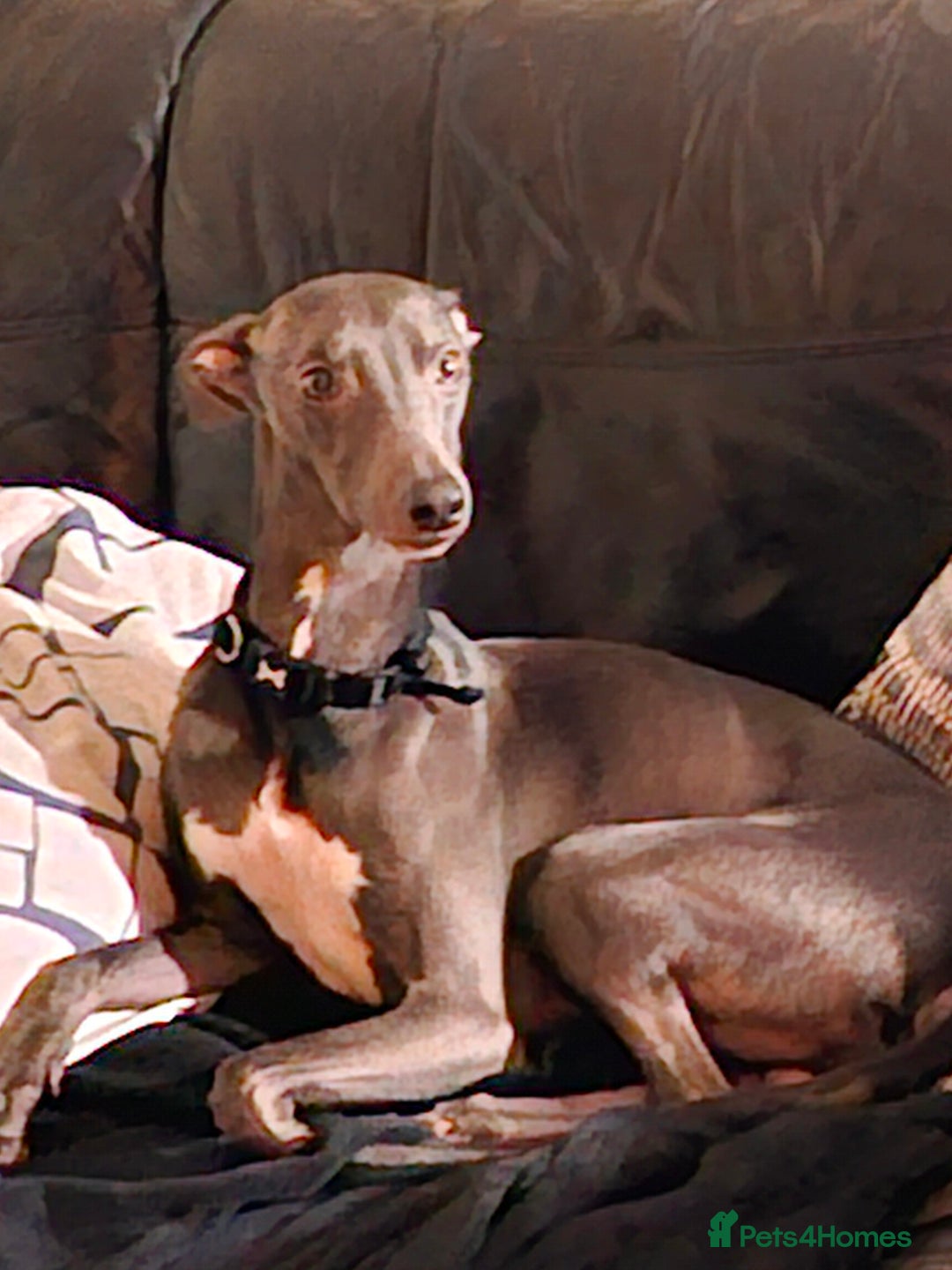 Whippet dogs for stud: Blue male whippet for stud  in Wingate - Image 1