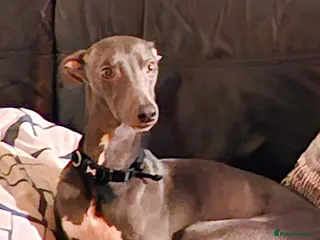 Whippet dogs Blue male whippet for stud in Wingate - Advert 4