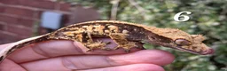 Gecko reptiles for sale: Various crested geckos  - Advert 16
