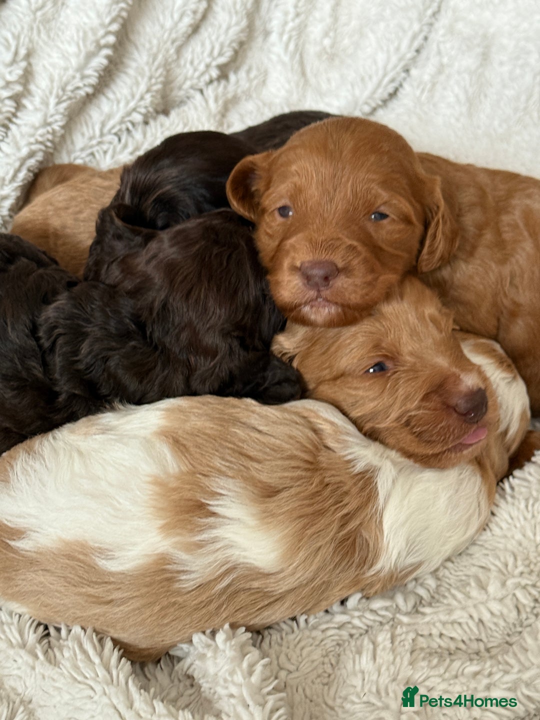 Cockapoo dogs for sale: 🐾Beautiful F2 cockapoos  🐾 - Image 18