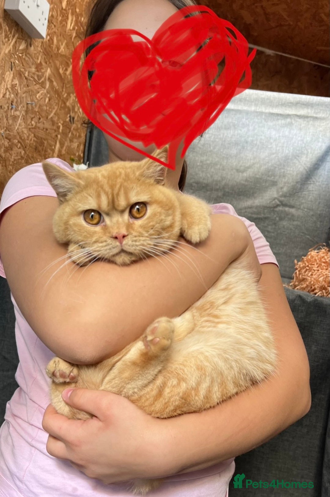British Shorthair cats for sale: BSH adorable red tabby/ chocolate/ bicolour  - Image 17