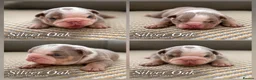 English Bulldog dogs for sale: New English bulldog puppies in Londonderry - Advert 5