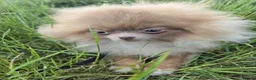 Pomeranian dogs for sale: KC Young Adult Male and Female six mo - Advert 2